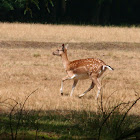 Fallow deer