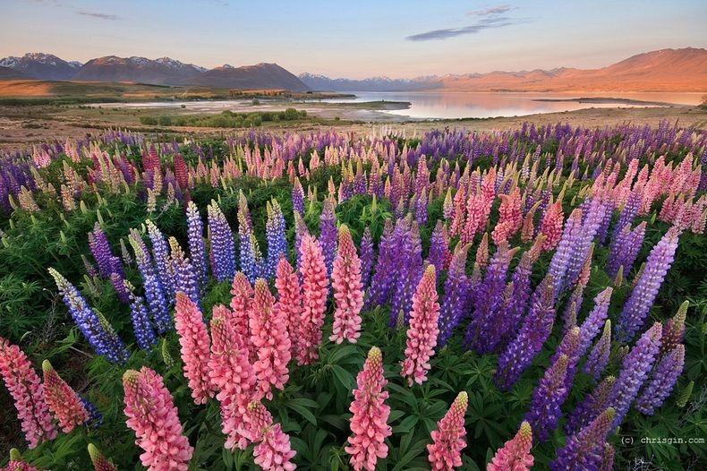 lupins-lake-tekapo-6