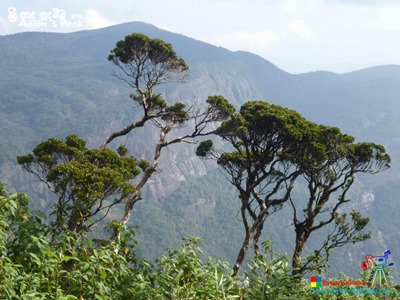 Adams-Peak-2014-by-Ruwan-Dileepa--le%25255B180%25255D.jpg