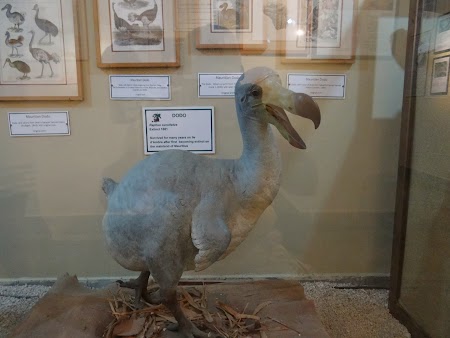 Pasarea dodo