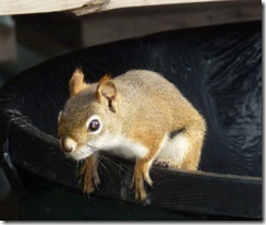 Red Squirrel in a trash can