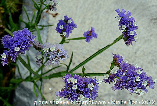Glória Ishizaka - minhas flores - 2012 - 20
