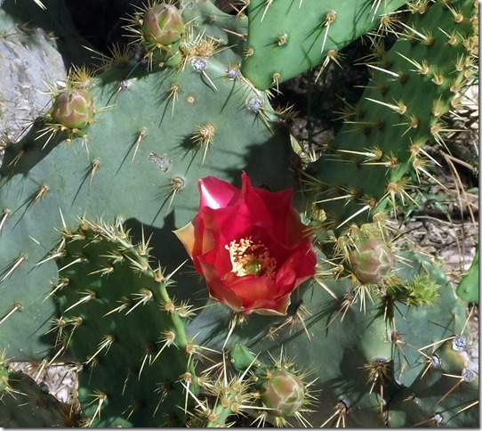 red prickly pear 4-15-2013 9-50-40 AM 1313x1171