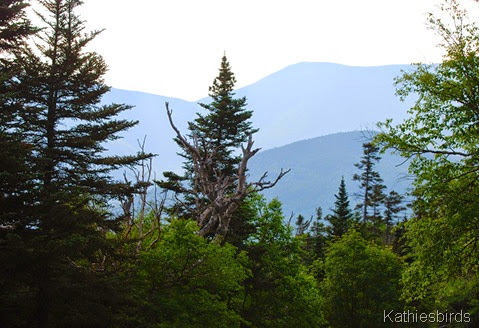 2. in the white mountains-kab