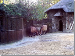 2011.11.14-028 chevaux de Przewalski