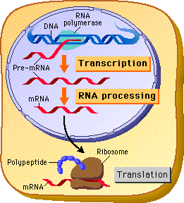 Eukaryotic transcription