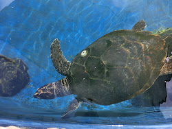 2012-10-20 Mallorca by BREITENGRAD53 - 196