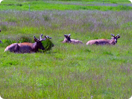 Roosevelt Elks 2