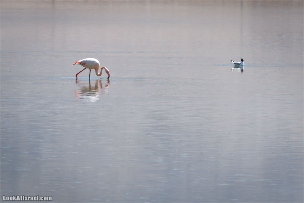 LookAtIsrael.com: Фото-блог о путешествиях по Израилю. Тель Авив, Иерусалим, Хайфа 