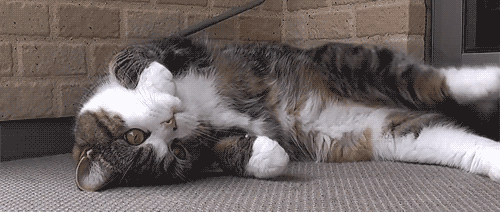 tumblr_lq3z0jADP41qbkillo1_r1_500.gif