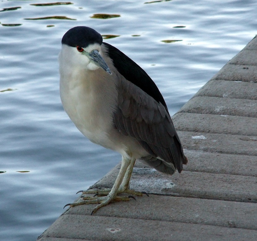 [black-crowned-night-heron-on-ground-%255B1%255D.jpg]