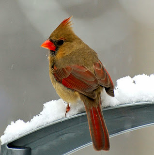 Download mp3 Burung Cardinal northern cardinal