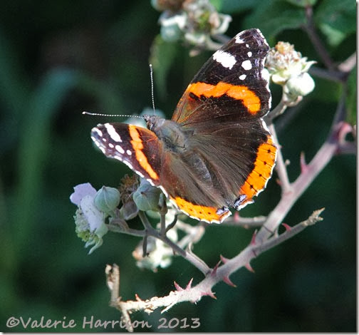 3-red-admiral