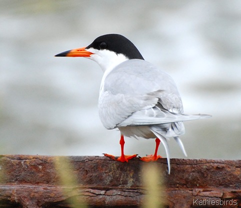 21. forster's tern-kab