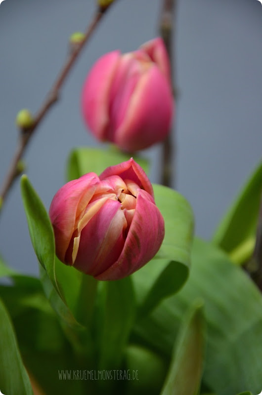 gefüllte Tulpen (04) mit Kirschblütenzweig und Peter Rabbit