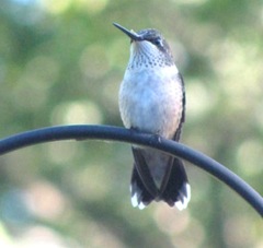 2011 hummingbird morning after Hurricane Irene2