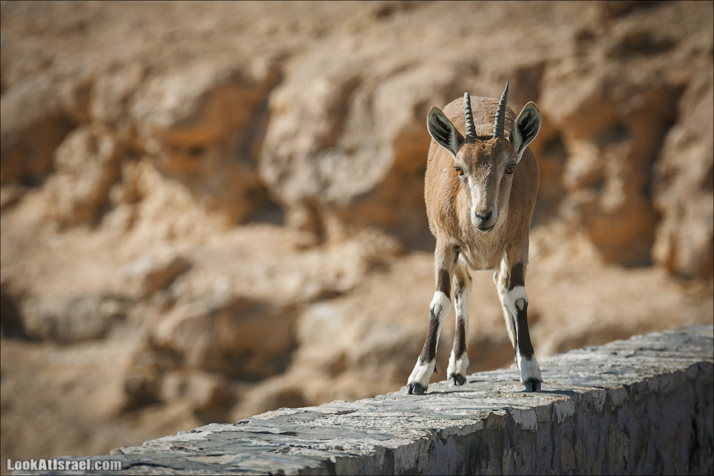 Ибексы на смотровой площадке в Мицпе Рамон | Сapra ibex nubian, Mitspe Ramon | LookAtIsrael.com - Фото путешествия по Израилю