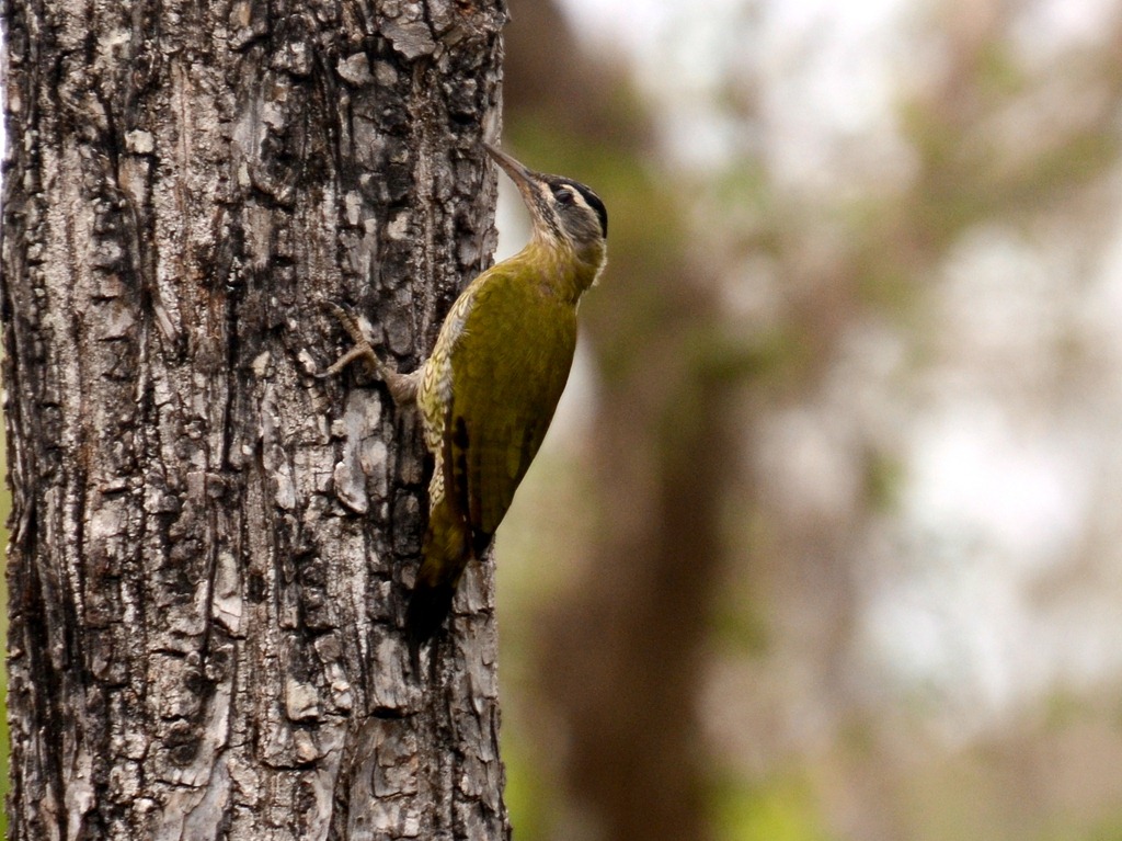 [streakthroatedwoodpecker-bandipur%255B4%255D.jpg]
