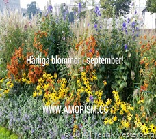 bm-image-791193 Härliga blommor i september. Med amorism