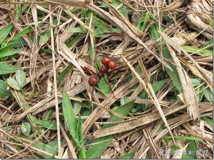 巴西。這些蟻丘內的螞蟻有的會撿拾樹葉回蟻丘內，也有些兵蟻負責巡邏，這隻應該就是負責巡邏的兵蟻，好大一隻，大概有0.5公分長。
