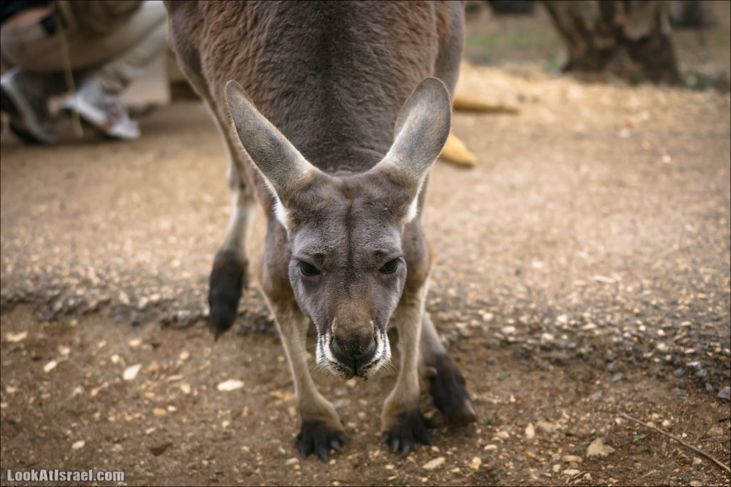 Ган Гуру - парк с кенгуру и другими австралийскими животными | Gan Guru | גן גורו | LookAtIsrael.com - Фото путешествия по Израилю