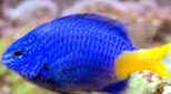 Polynésie demoiselle bleue à queue jaune