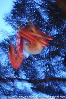 DSC_1984 DSC_1984