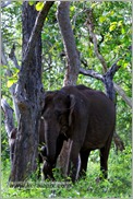 _P6A1701_wild_elephants_mudumalai_bandipur_sanctuary 