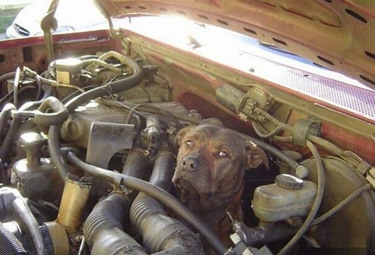 [dogs_052%255B2%255D.jpg]