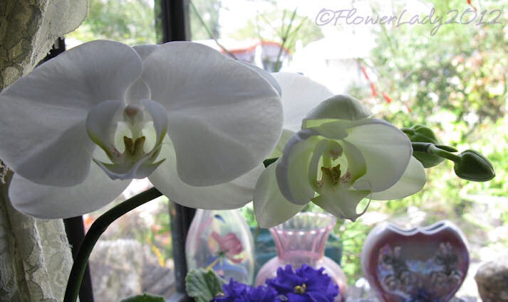 [02-21-nancis-orchid%255B8%255D.jpg]