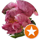 Image Google de Sof fiesof