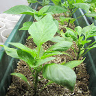 Pepper plants