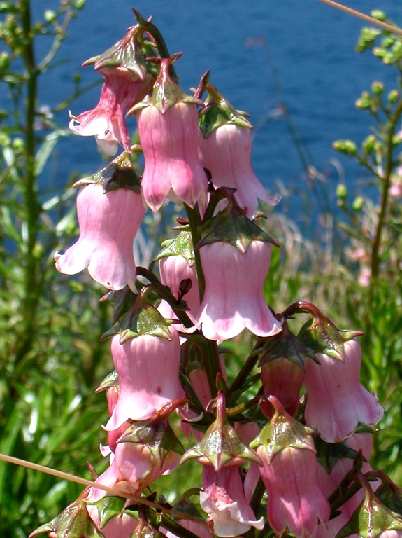 [Azorina%255B3%255D.jpg]