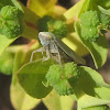 Leaf Hopper