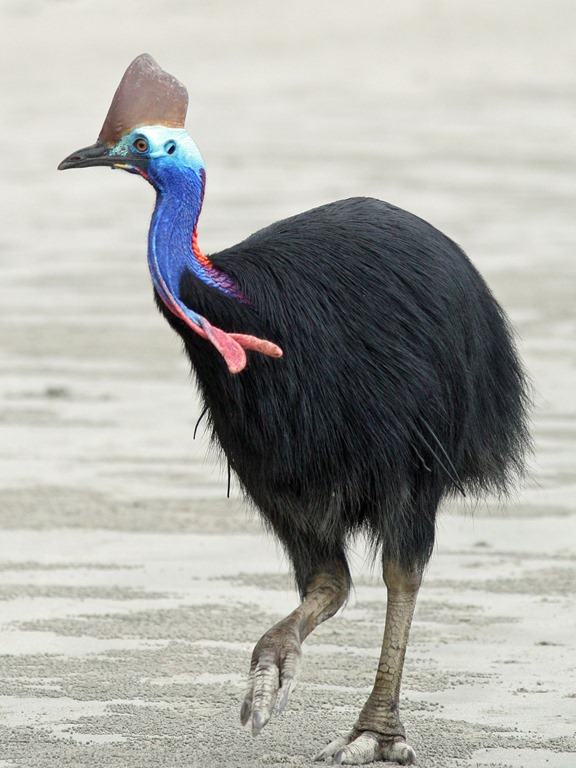 [Amazing%2520Animal%2520Pictures%2520The%2520cassowary%2520%25281%2529%255B4%255D.jpg]