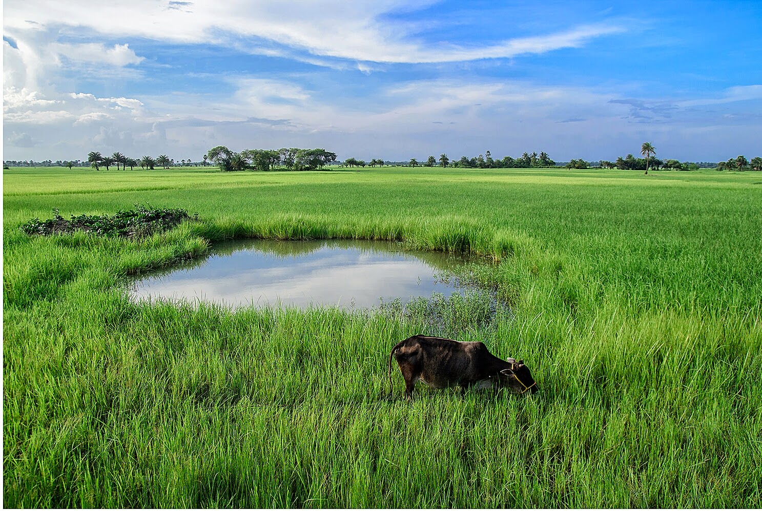 thiruvarur city: Agriculture paddy fields vivasayam nilam