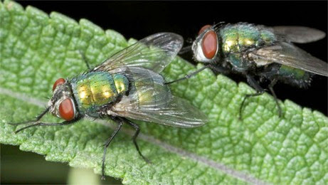 home remedies for flies_2