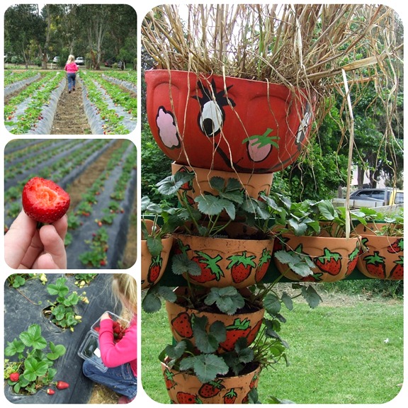 strawberryfarm