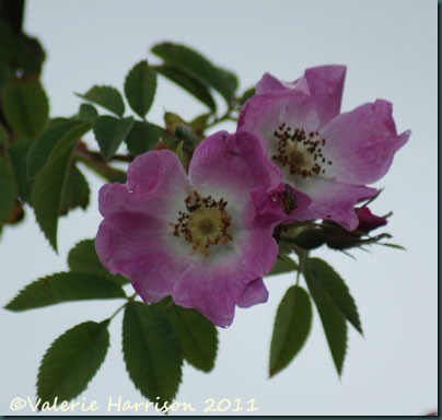 6-dog-rose