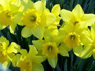[daffodils34.jpg]