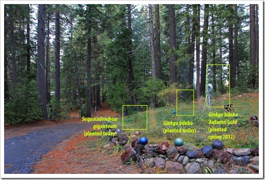 121123_Sequoidadendron-giganteum_b