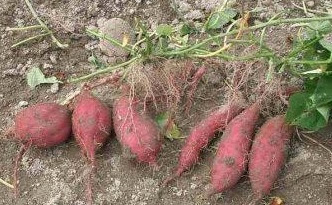 Ipomoea batatas root