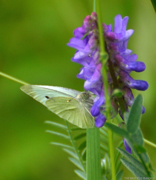 [DSC_0031%255B4%255D.jpg]