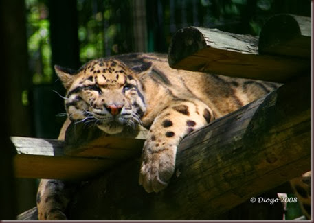 Amazing Animal Pictures Clouded Leopard (8)