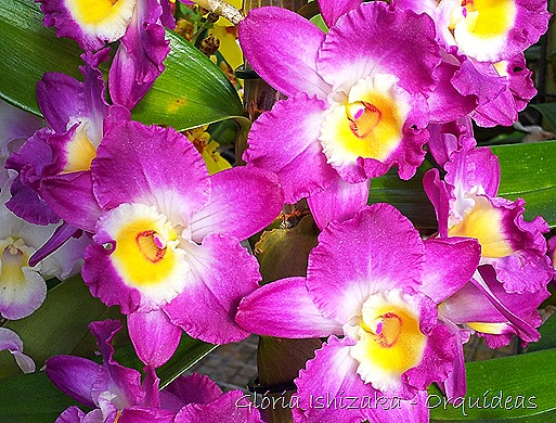 Glória Ishizaka - orquideas 15