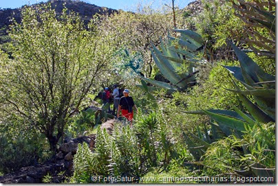 7568 El Aserrador-Vega Acusa(Barranco Carrizal) 7568 El Aserrador-Vega Acusa(Barranco Carrizal)