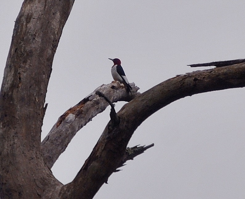 [03f3---Red-Headed-Woodpecker4.jpg]