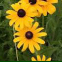 black-eyed susan