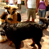Kai the Bernese Kai the Bernese