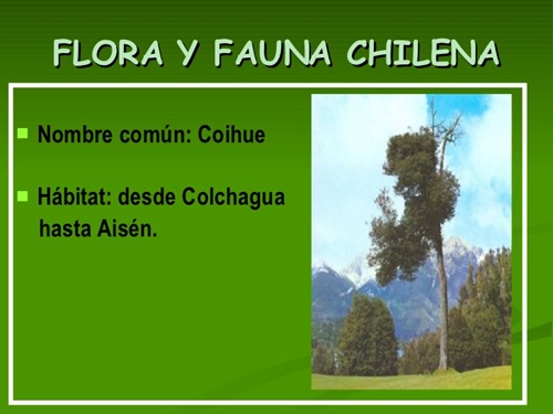 flora y fauna chilena (27)